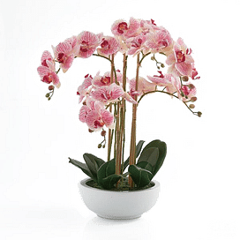 Орхидея EDG Enzo De Gasperi Арт.214292,75