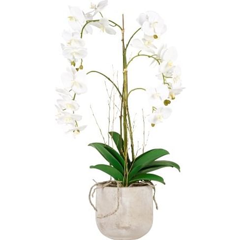 Орхидея в горшке SIA Арт.SIA-4773
