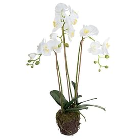 Орхидея во мху SIA Арт.060185