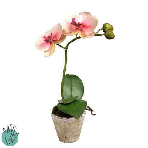 Орхидея в горшке SIA Арт.050345
