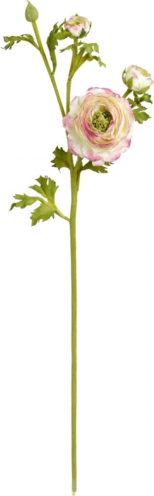 Ранункулюс Чиара (Лютик) SIA Арт.SIA-5031