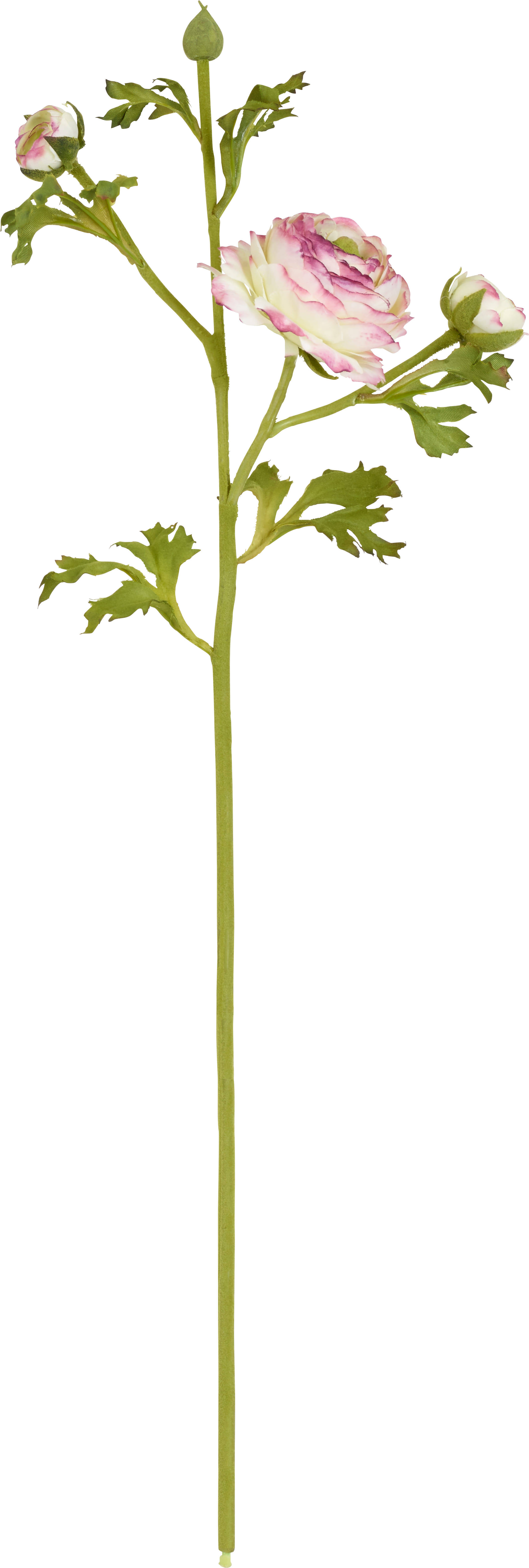 Ранункулюс Чиара (Лютик) SIA Арт.SIA-5031