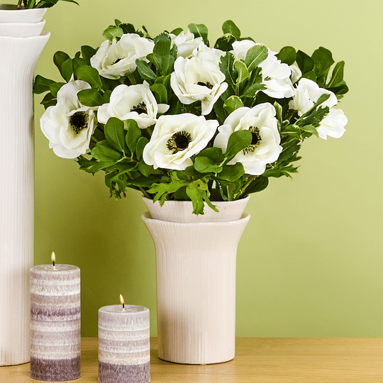 Питтоспорум SIA Арт.190264