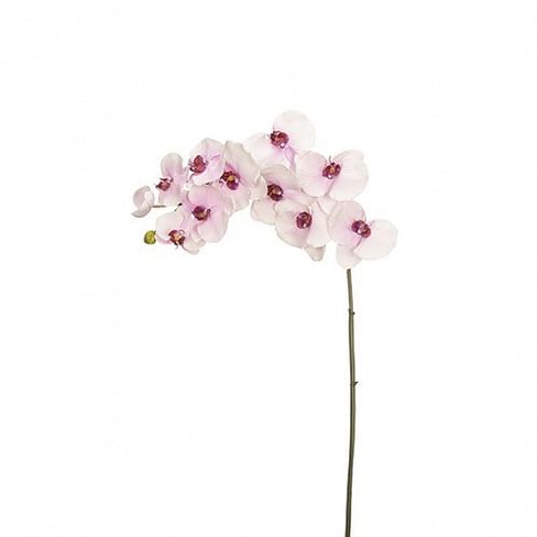 Орхидея SIA Арт.010541