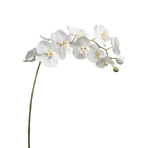 Орхидея SIA Арт.011927