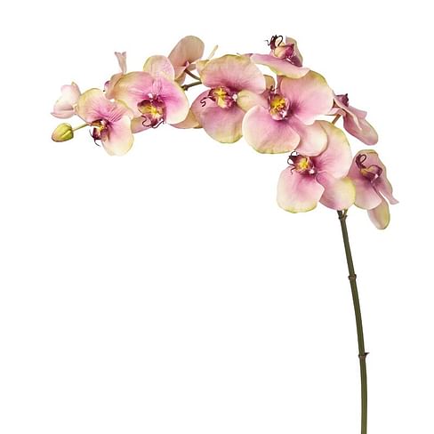 Орхидея SIA Арт.012471