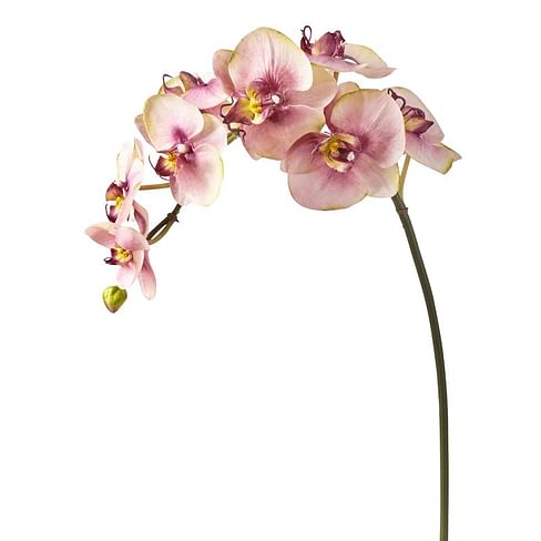 Орхидея SIA Арт.012472