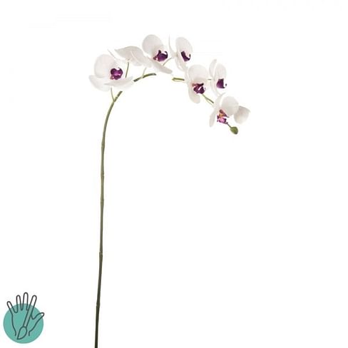 Орхидея SIA Арт.012341