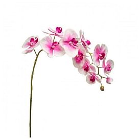 Орхидея SIA Арт.011936