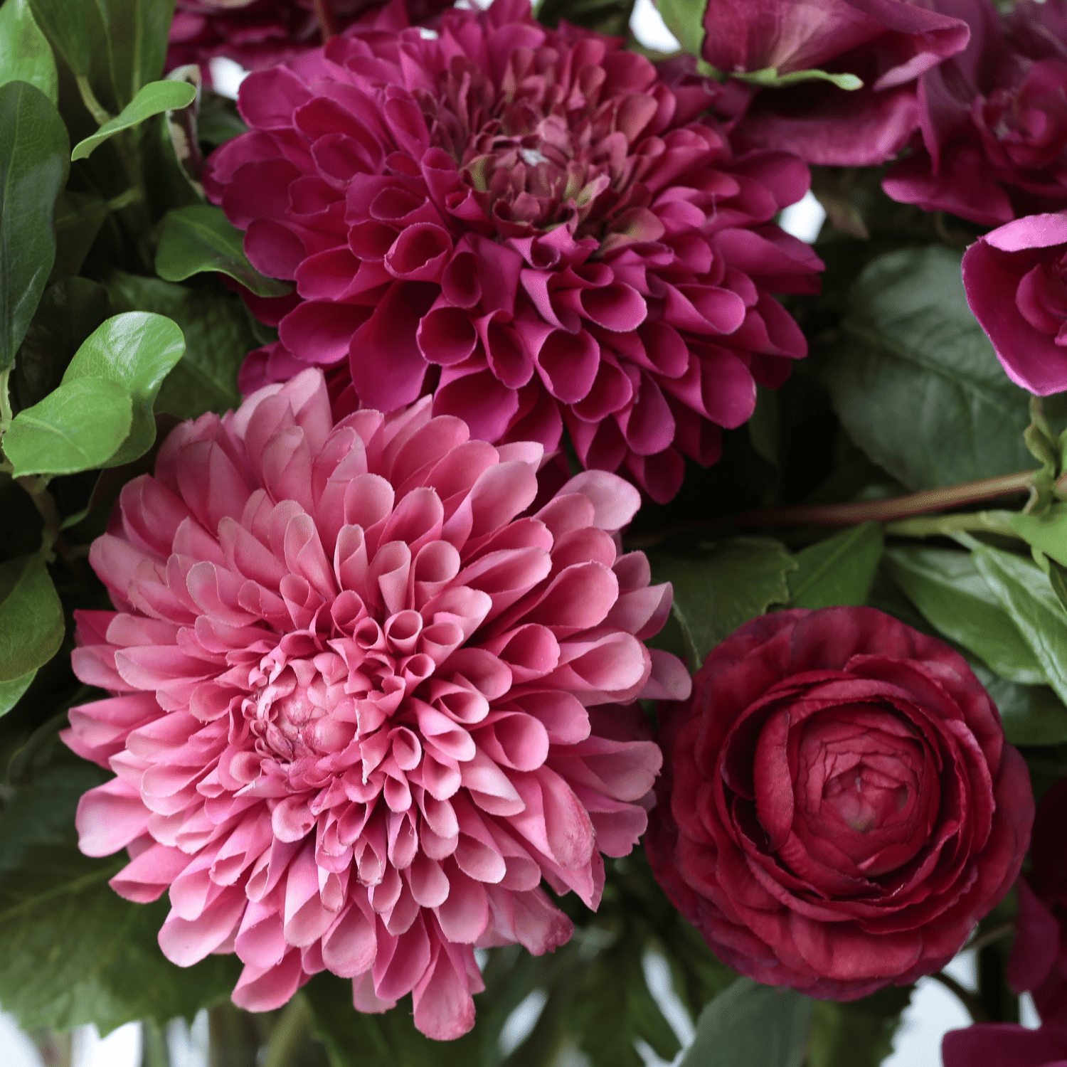 Георгина SIA Арт.011638