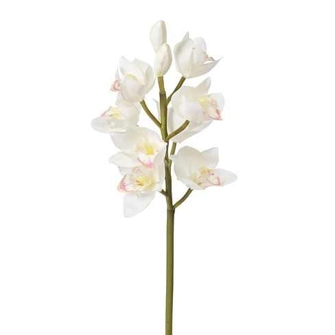 Орхидея цимбидиум SIA Арт.012636