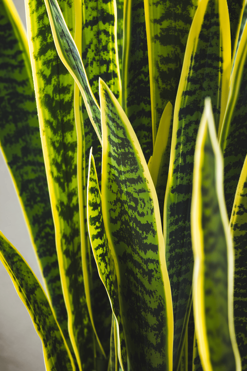 Сансевиерия EDG Enzo De Gasperi Арт.232831,730