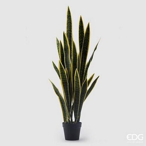 Сансевиерия EDG Enzo De Gasperi Арт.232832,730