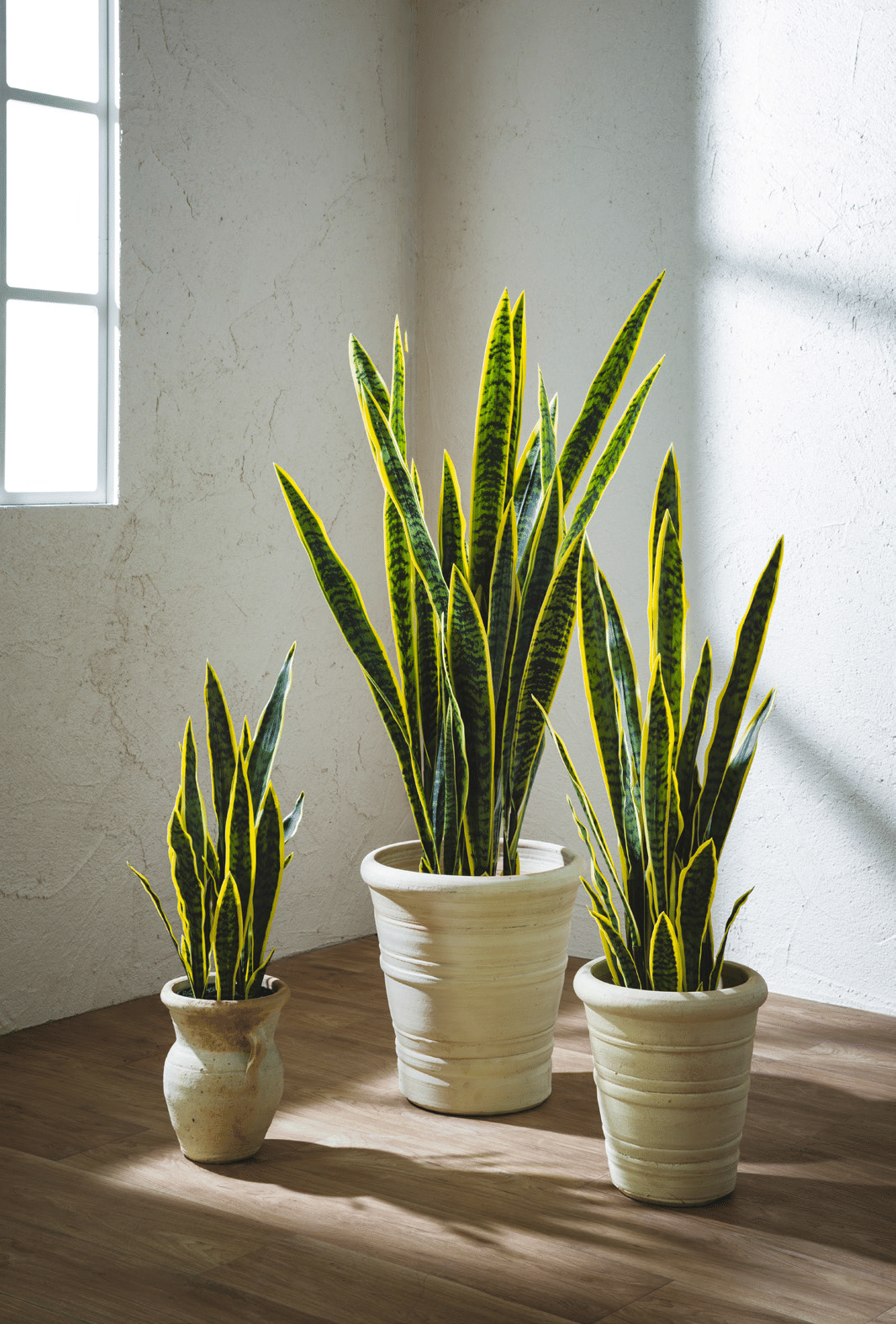 Сансевиерия EDG Enzo De Gasperi Арт.232832,730