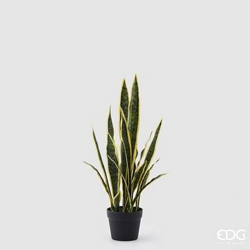 Сансевиерия EDG Enzo De Gasperi Арт.232830,730