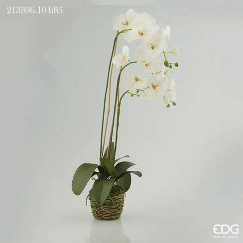 Орхидея EDG Enzo De Gasperi Арт.213396,10