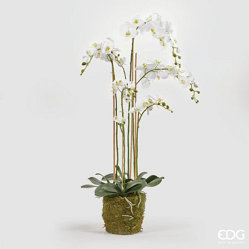 Орхидея EDG Enzo De Gasperi Арт.212023,10