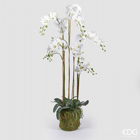 Орхидея EDG Enzo De Gasperi Арт.212075,10