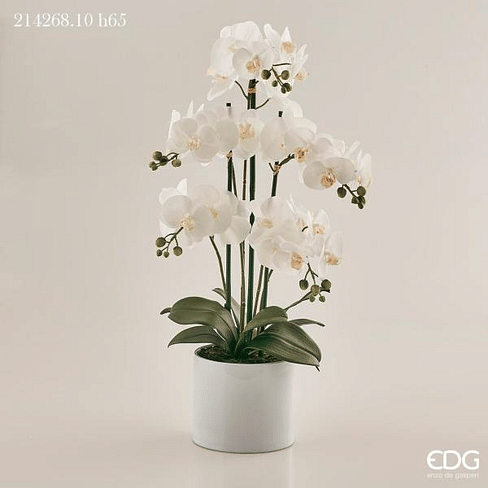 Орхидея EDG Enzo De Gasperi Арт.214268,10