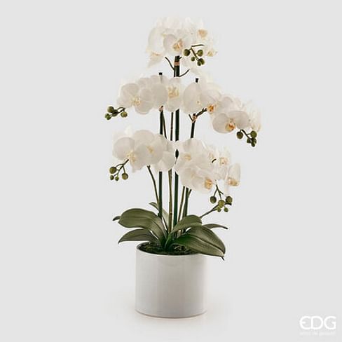 Орхидея EDG Enzo De Gasperi Арт.214268,100
