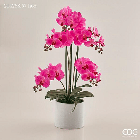 Орхидея EDG Enzo De Gasperi Арт.214268,57