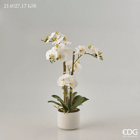 Орхидея EDG Enzo De Gasperi Арт.214027,17