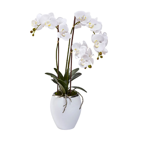 Орхидея в горшке SIA Арт.050382