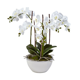 Орхидея в горшке SIA Арт.050383