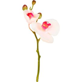 Орхидея SIA Арт.SIA-4525