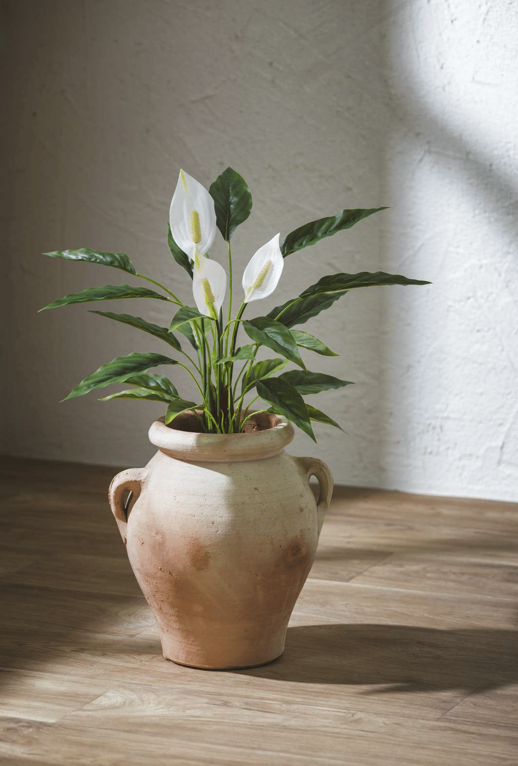 Спатифиллюм EDG Enzo De Gasperi Арт.232885,700