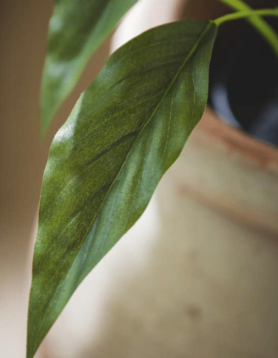 Спатифиллюм EDG Enzo De Gasperi Арт.232885,700