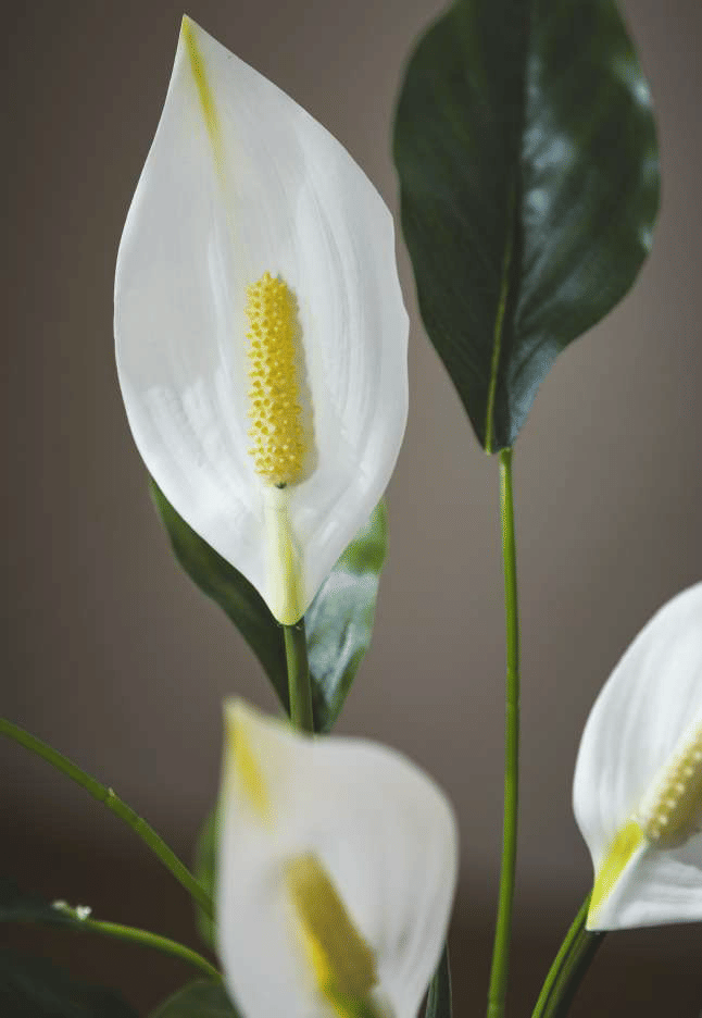 Спатифиллюм EDG Enzo De Gasperi Арт.232885,700