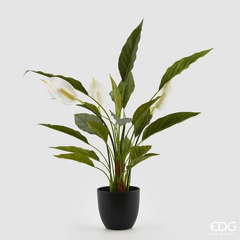 Спатифиллюм EDG Enzo De Gasperi Арт.232885,700