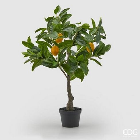 Лимонное дерево EDG Enzo De Gasperi Арт.250794,200