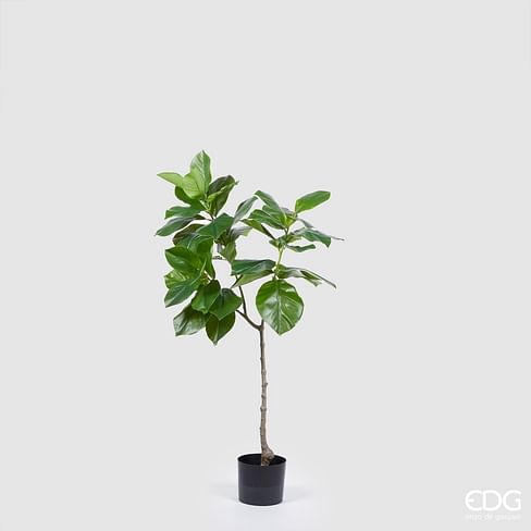 Фикус EDG Enzo De Gasperi Арт.233006,700
