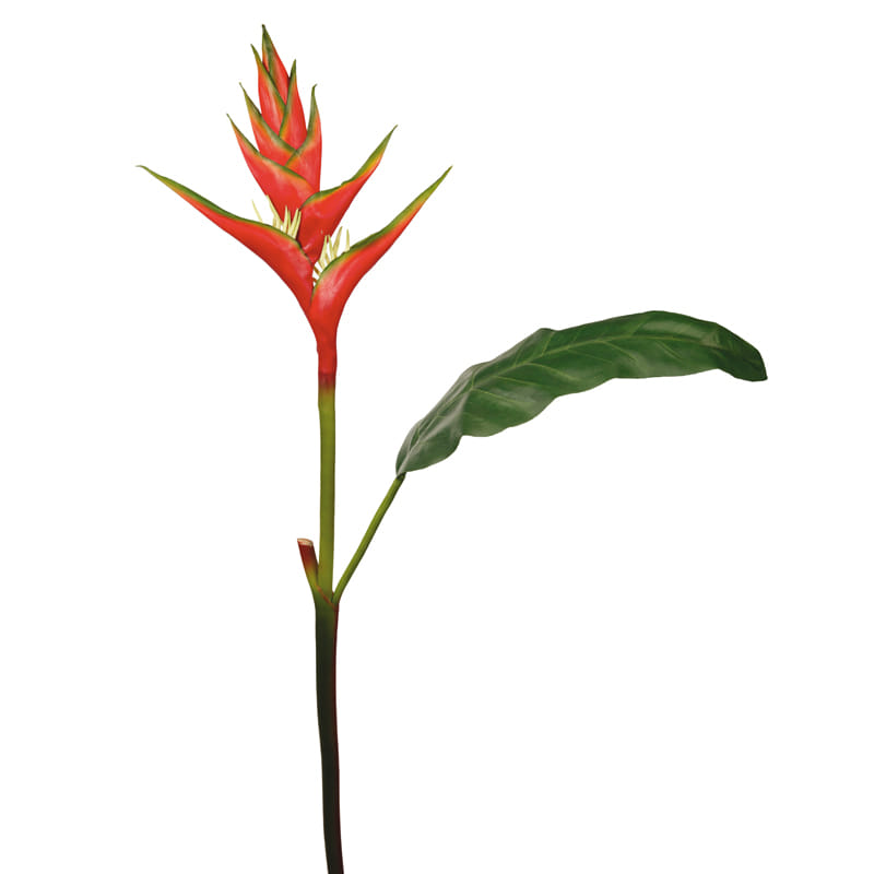 Геликония SIA Арт.012392