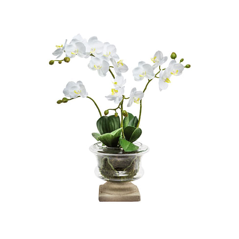 Орхидея в горшке SIA Арт.050293