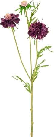 Скабиоза SIA Арт.SIA-4347