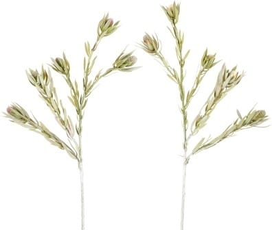 Протея SIA Арт.SIA-4593