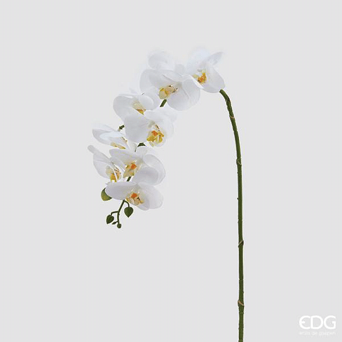 Орхидея EDG Enzo De Gasperi Арт.213253,10