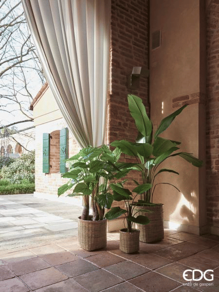 Стрелиция EDG Enzo De Gasperi Арт.233053,700