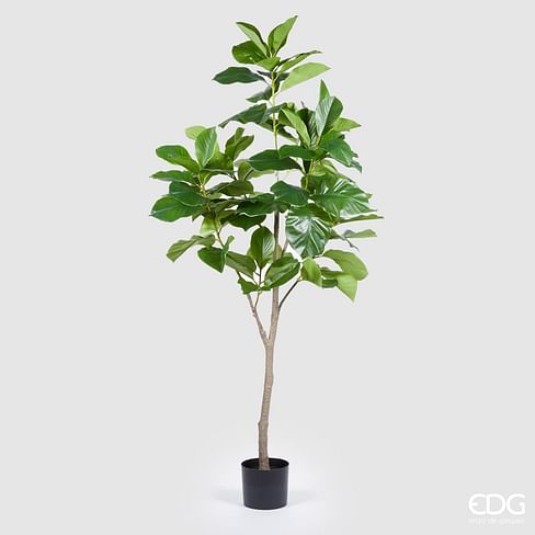 Фикус EDG Enzo De Gasperi Арт.233007,700