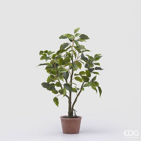Фикус EDG Enzo De Gasperi Арт.2300059A700