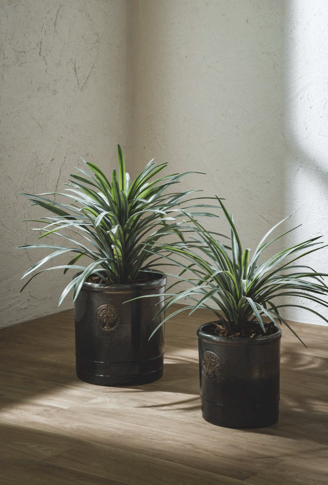 Бромелия EDG Enzo De Gasperi Арт.2300073A700