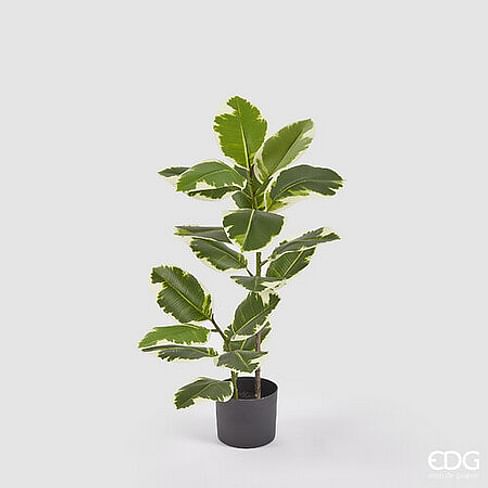 Фикус EDG Enzo De Gasperi Арт.2300074A799
