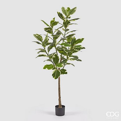 Фикус EDG Enzo De Gasperi Арт.2300075A799