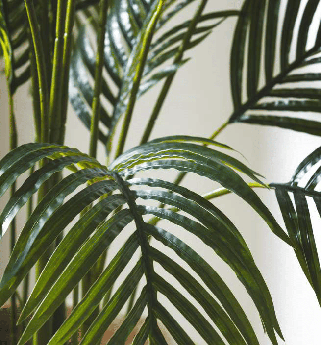 Пальма Арека EDG Enzo De Gasperi Арт.2300086A700