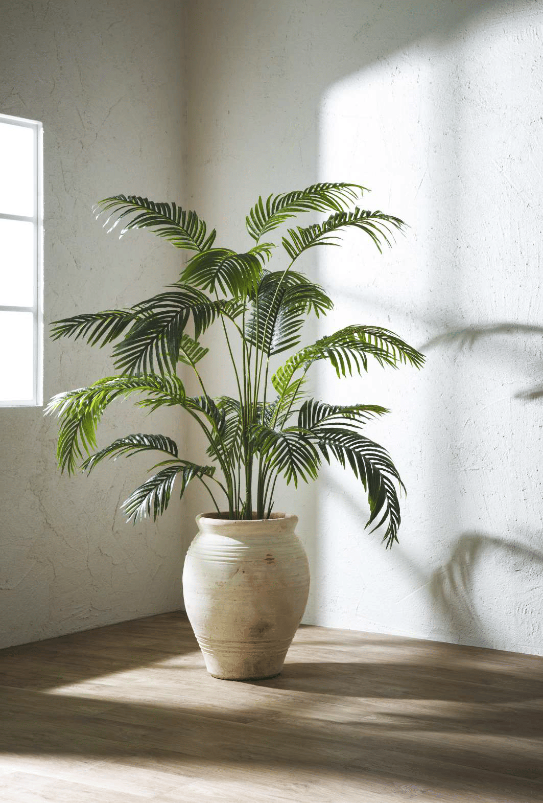 Пальма Арека EDG Enzo De Gasperi Арт.2300086A700