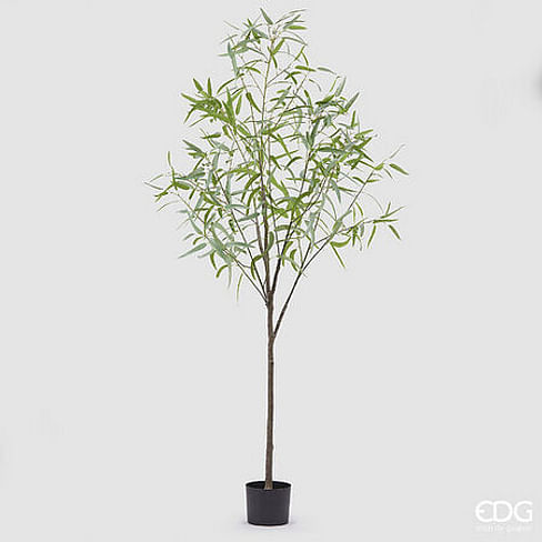 Эвкалипт EDG Enzo De Gasperi Арт.2300108A771