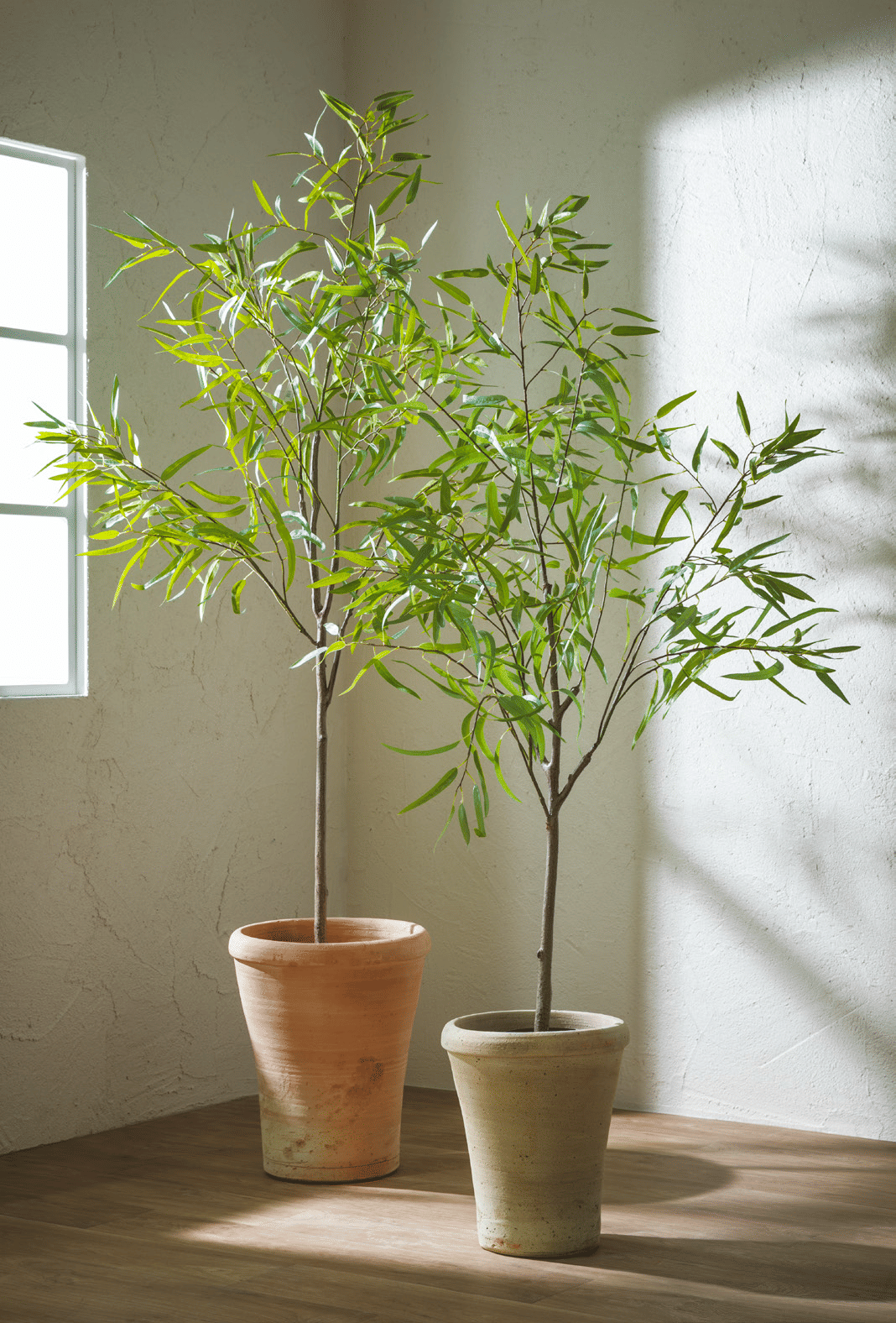 Эвкалипт EDG Enzo De Gasperi Арт.2300109A771